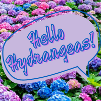 Image for event: Hello Hydrangeas