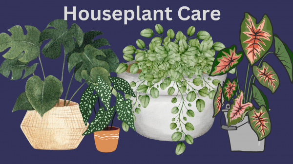 Image for event: Houseplant Care 